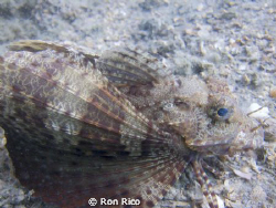 Little Searobin buzzing around 

no strobe, no crop.
... by Ron Rico 